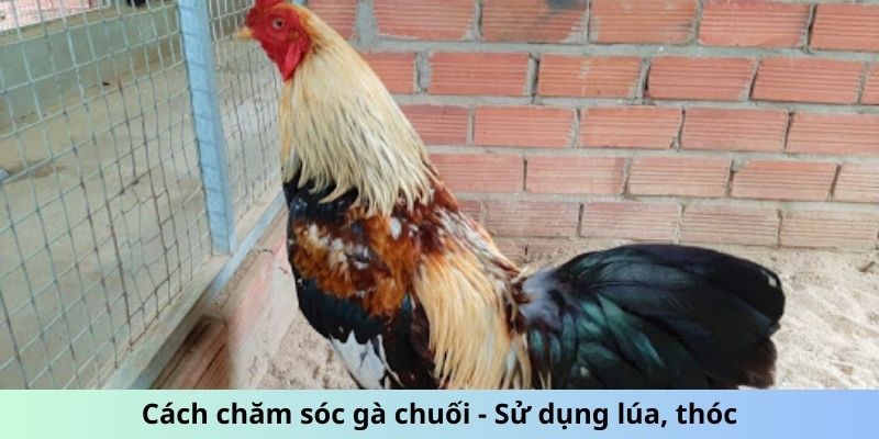 Cách Chăm Sóc Gà Chuối - Mẹo Giữ Chiến Kê Luôn Phong Độ 5 Cách chăm sóc gà Chuối - Sử dụng lúa, thóc