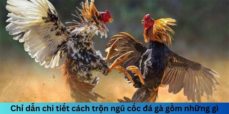 Ngũ Cốc Đá Gà Gồm Những Gì? Chế Độ Dinh Dưỡng Hoàn Hảo 5 Chỉ dẫn chi tiết cách trộn ngũ cốc đá gà gồm những gì?