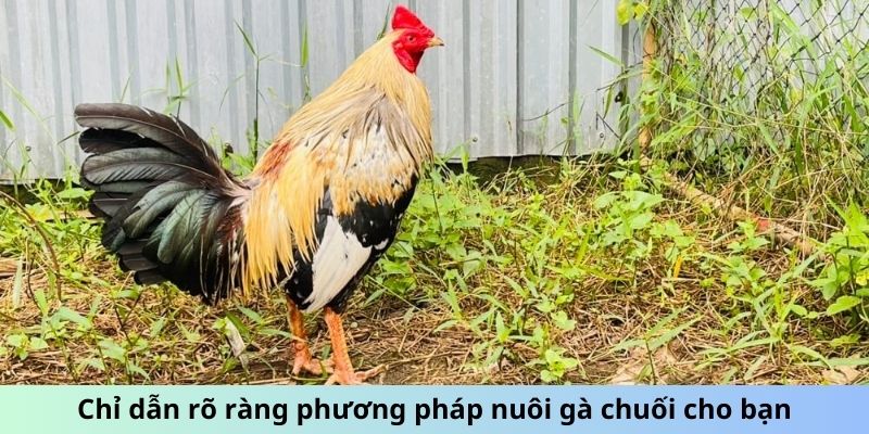 Cách Chăm Sóc Gà Chuối - Mẹo Giữ Chiến Kê Luôn Phong Độ 6 Chỉ dẫn rõ ràng phương pháp nuôi gà Chuối cho bạn