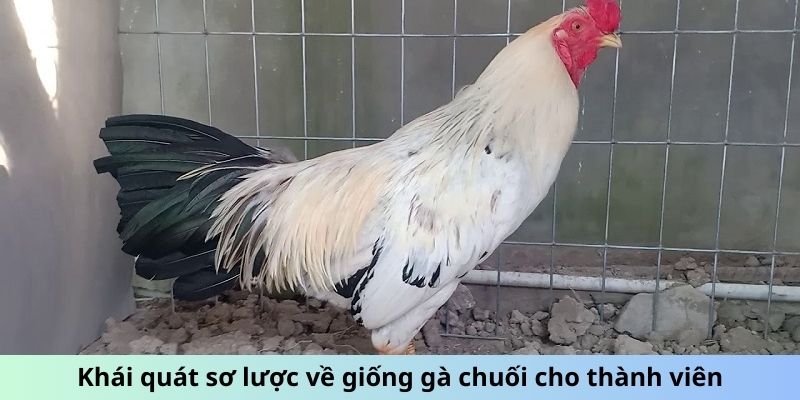 Cách Chăm Sóc Gà Chuối - Mẹo Giữ Chiến Kê Luôn Phong Độ 4 Khái quát sơ lược về giống gà Chuối cho thành viên