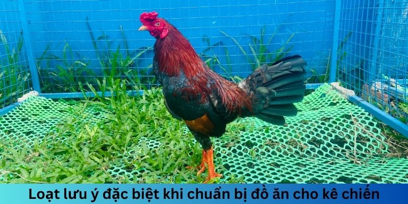 Ngũ Cốc Đá Gà Gồm Những Gì? Chế Độ Dinh Dưỡng Hoàn Hảo 6 Loạt lưu ý đặc biệt khi chuẩn bị đồ ăn cho kê chiến