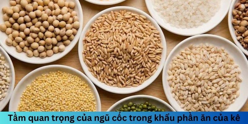 Ngũ Cốc Đá Gà Gồm Những Gì? Chế Độ Dinh Dưỡng Hoàn Hảo 4 Tầm quan trọng của ngũ cốc trong khẩu phần ăn của kê