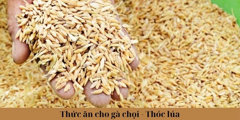 Thức Ăn Cho Gà Chọi Phổ Biến Và Lưu Ý Khi Lựa Chọn 4 Thức ăn cho gà chọi - Thóc và lúa